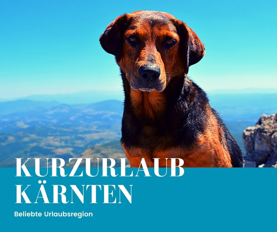 Kurzurlaub mit Hund in Kärnten