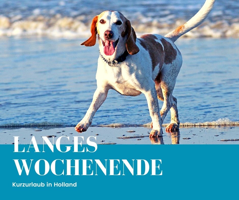 Kurzurlaub mit Hund in Holland