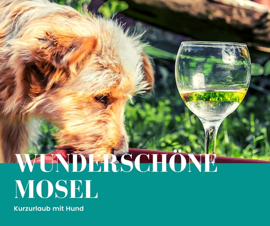 Kurzurlaub mit hund Mosel