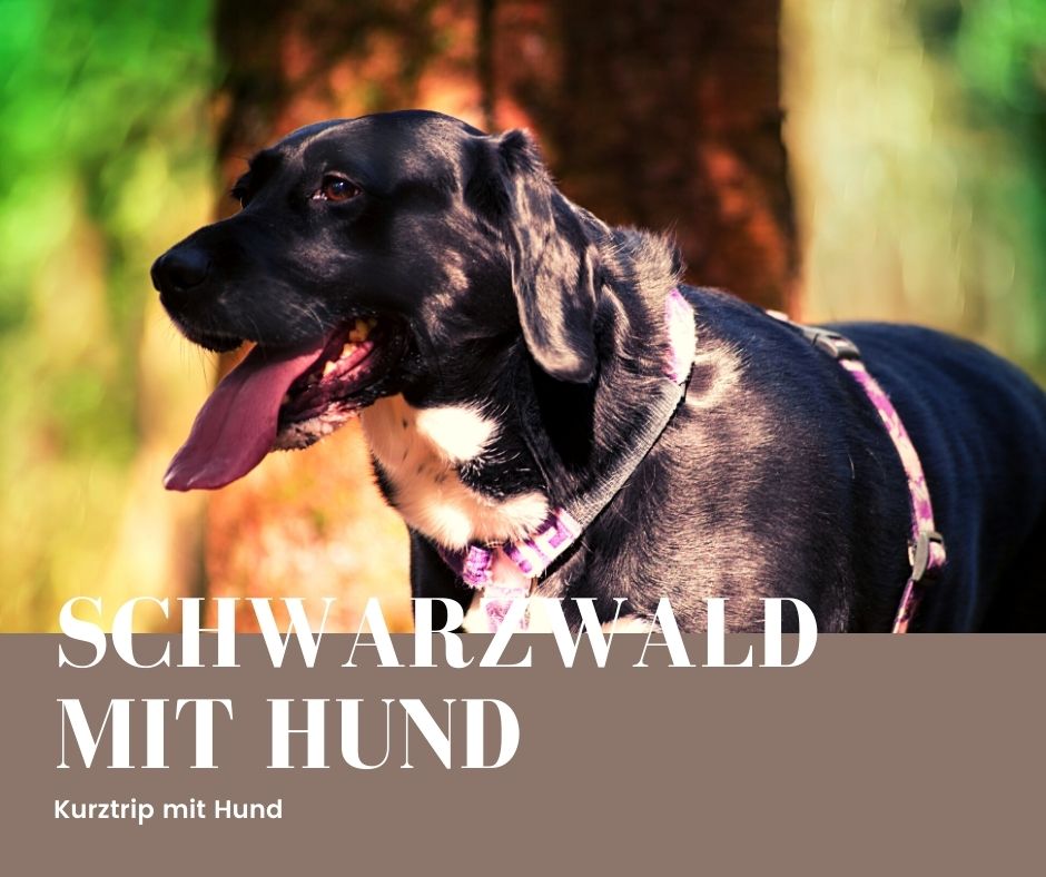 Kurzurlaub mit Hund Schwarzwald