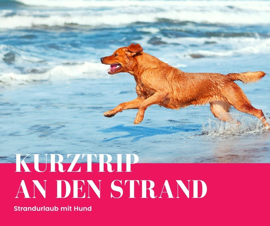 Kurzurlaub mit Hund am Meer