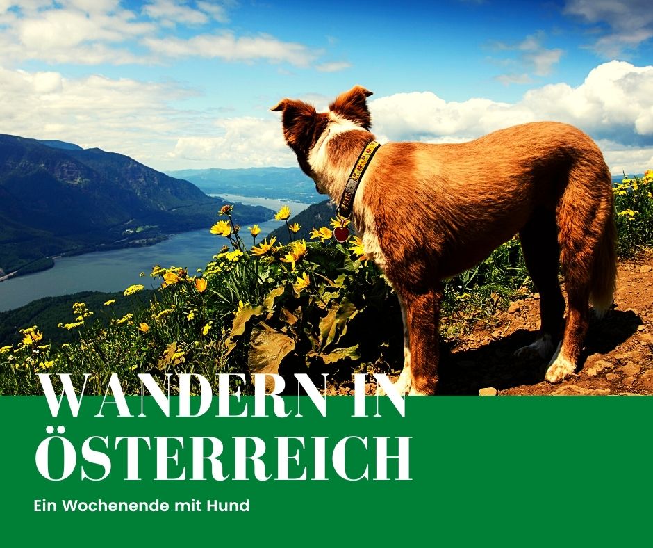 Kurzurlaub mit Hund in Österreich