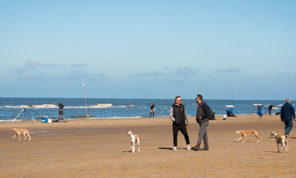 Strandurlaub mit Hund in Egmond aan Zee