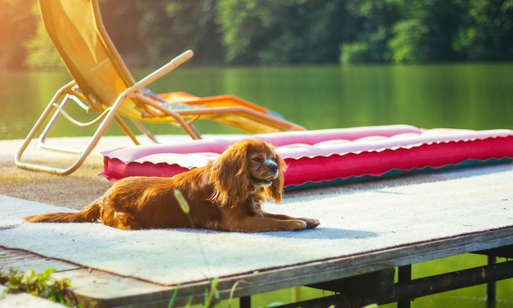 Freiheit genießen – So gelingt die jährliche Auszeit mit dem Vierbeiner