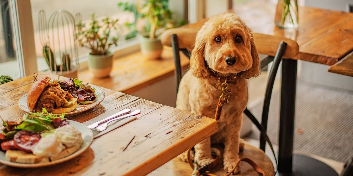Strandcafes & Restaurants mit Hund in Nordholland