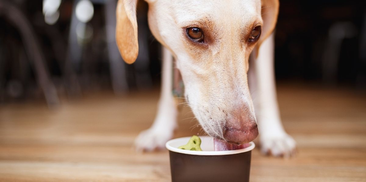 Beachbar mit Hund in Nordholland