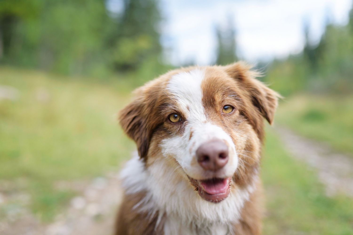 Urlaub in den Niederlanden mit Hund: Ist der Wolf dort ein Problem?