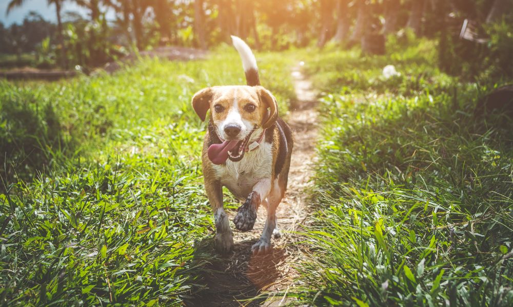Spaziergänge mit Hund in Umgebung mit Wolf