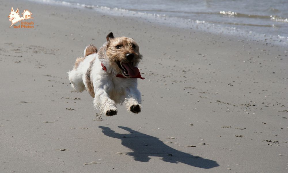 Ameland mit Hund – Urlaub für Zwei- und Vierbeiner