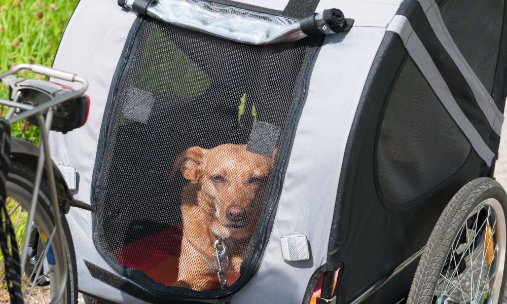 Strandcafes & Restaurants mit Hund in Nordholland