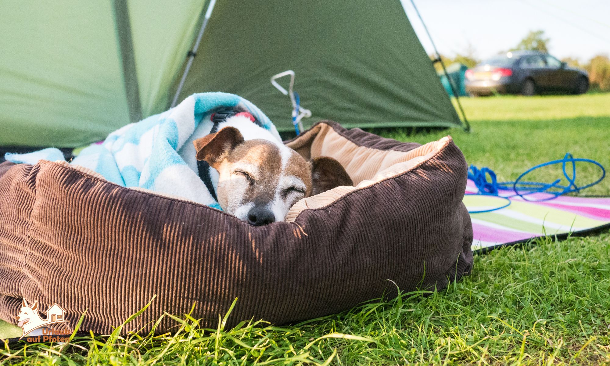 Camping mit Hund: der komplette Guide 