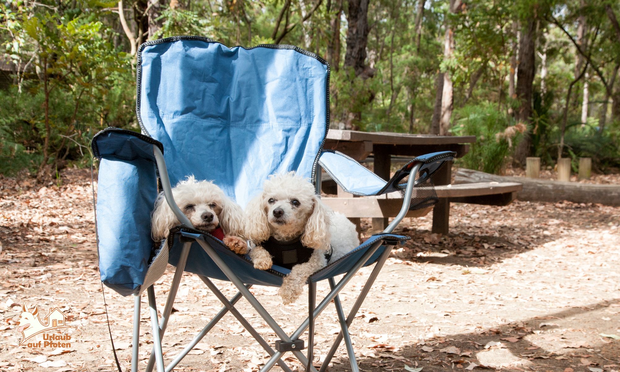 Warum Camping mit Hund ideal ist