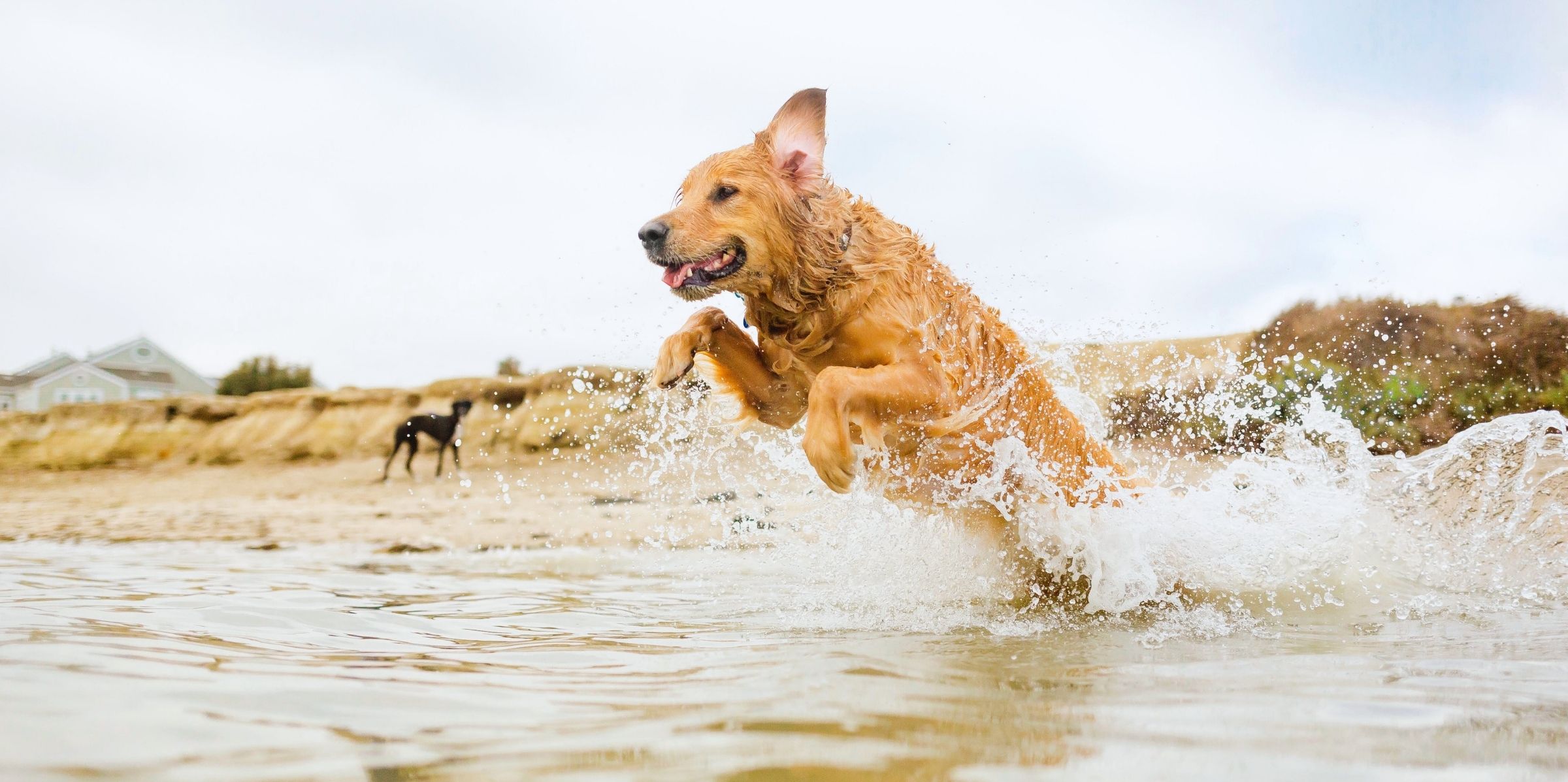 Urlaub mit Hund in Dänemark