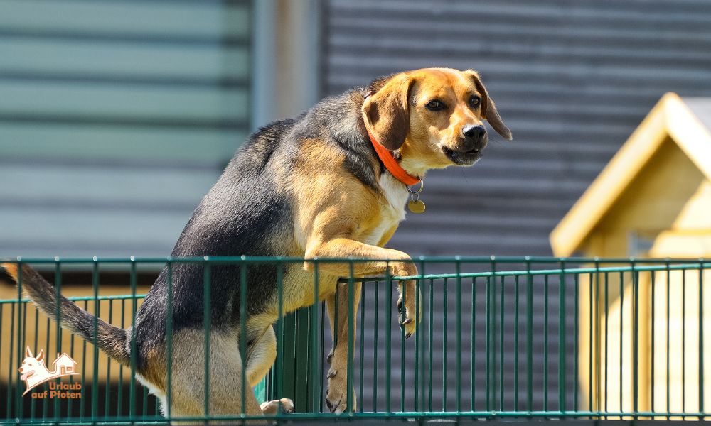 5 Dinge, die Hundebesitzer im Urlaub nerven – Tipps & Erfahrungen