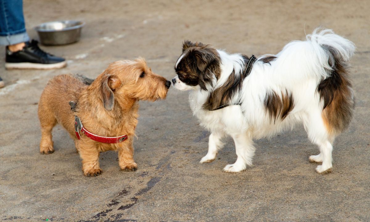 Ferienhaus in Holland an der deutschen Grenze
