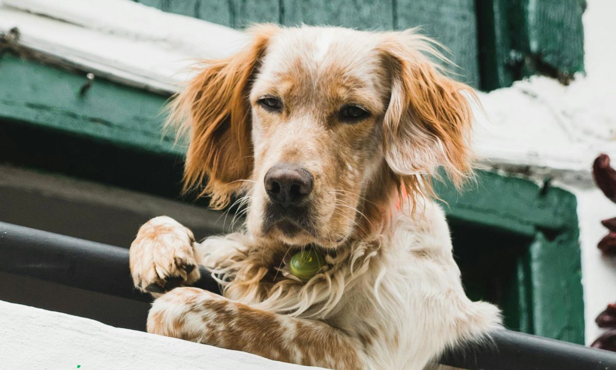 Urlaub mit Hund an der Grenze