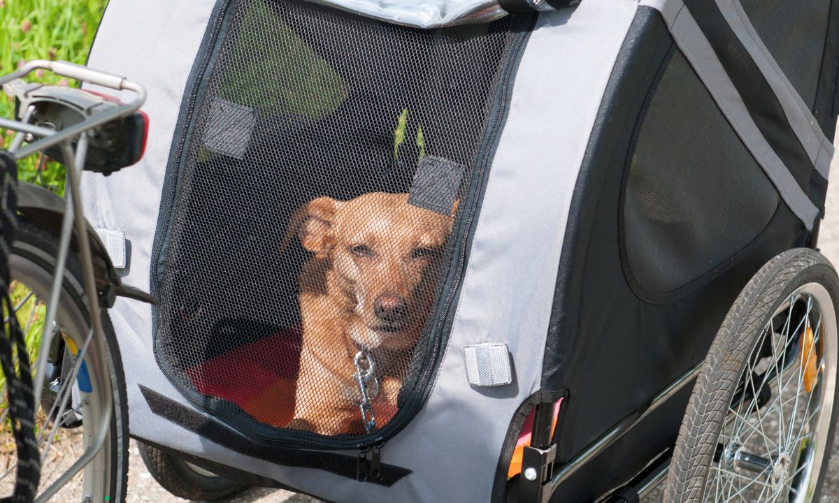 Aktivurlaub mit Hund: Radfahren