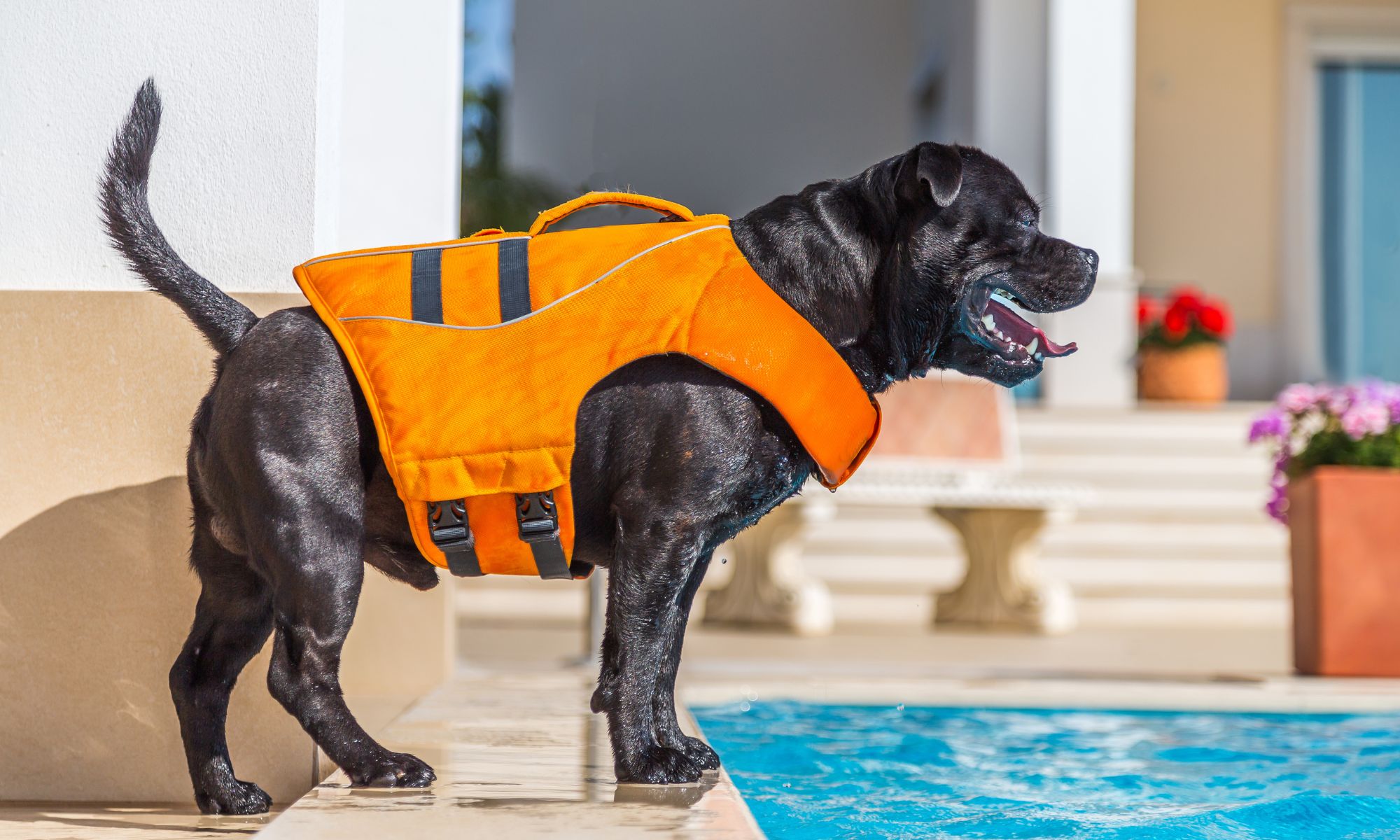 Ferienhaus mit Pool und Hund: Sicherheit, Ausstattung und Recht