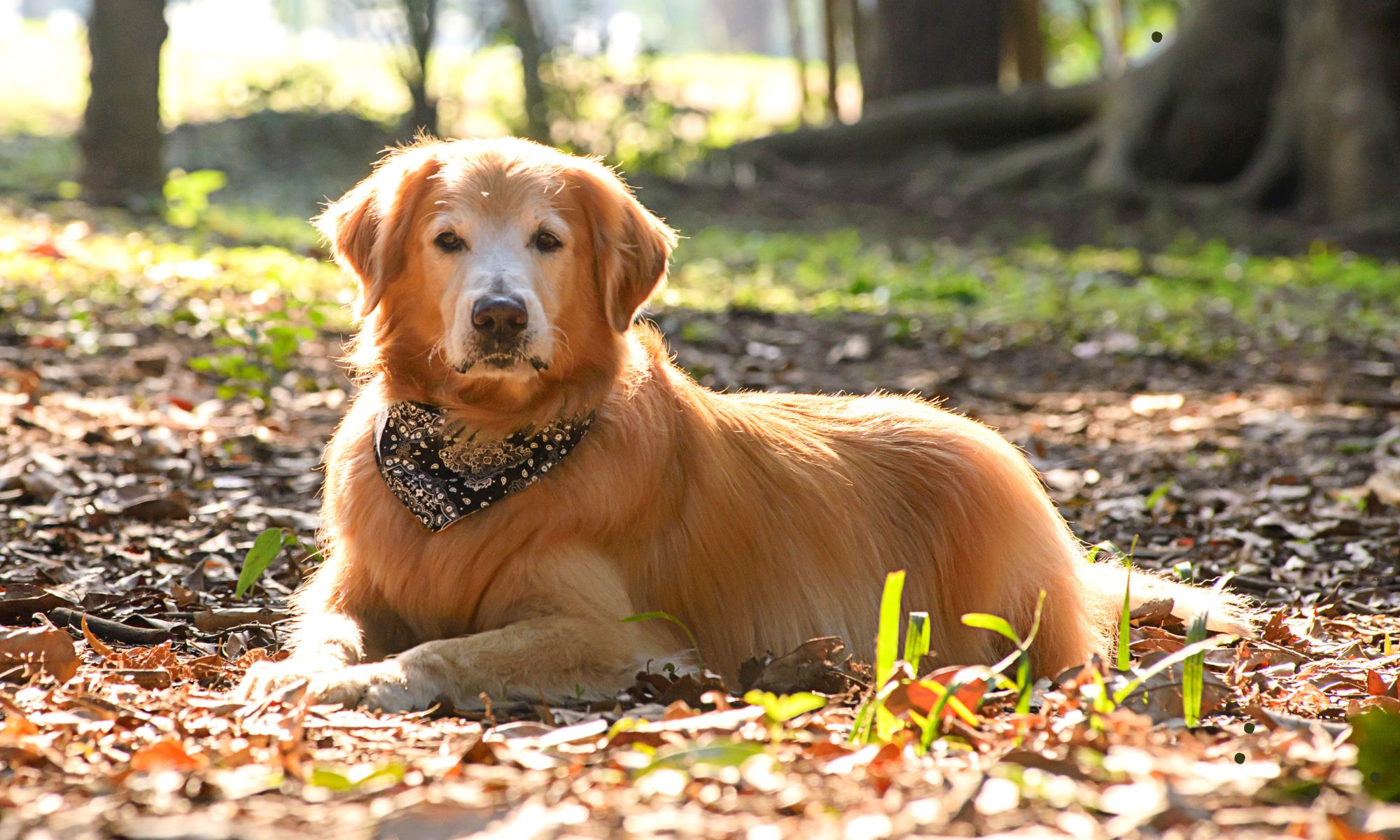 Diese Regeln gelten beim Waldspaziergang mit Hund