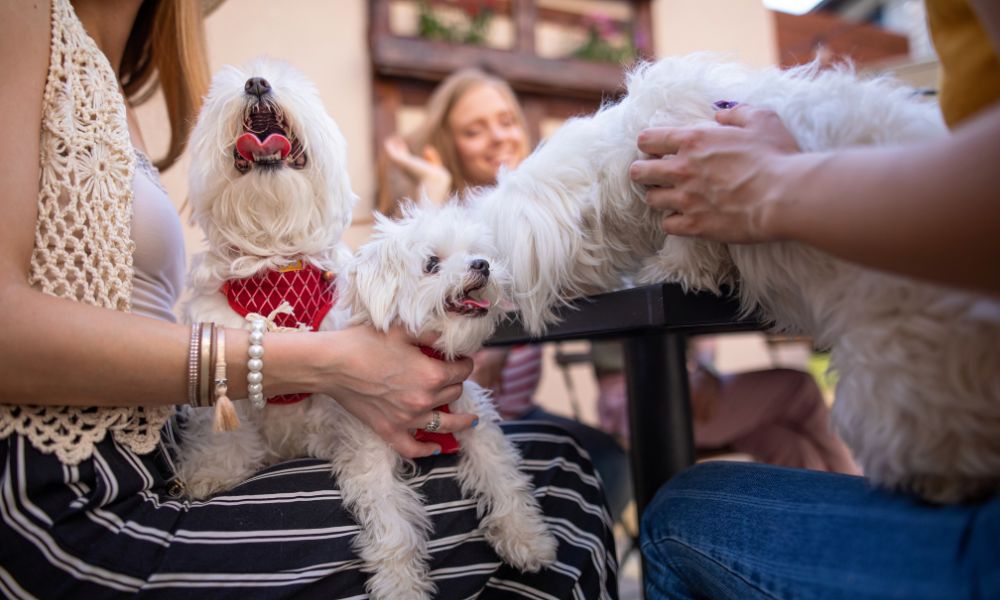 Strandcafés und Restaurants in Zeeland mit Hund