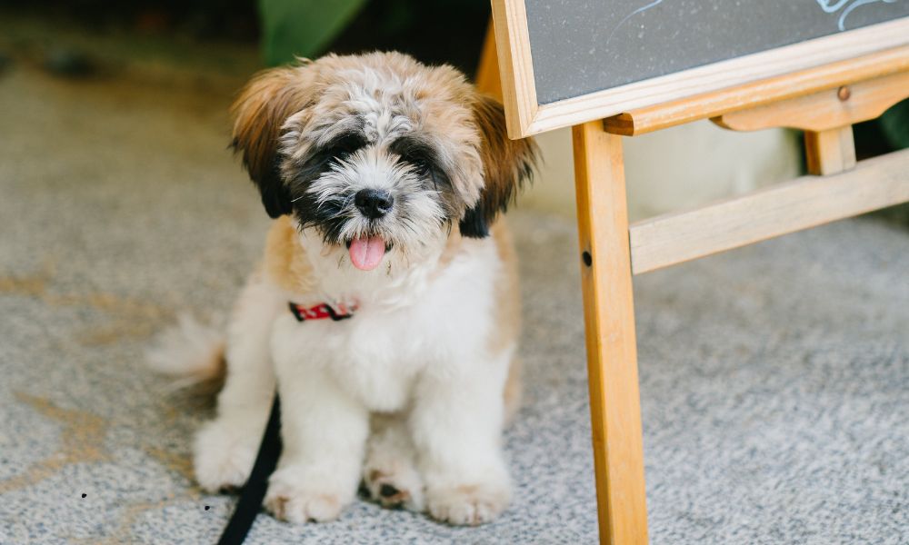 Hundefreundliche Strandcafés und Restaurants in Zeeland