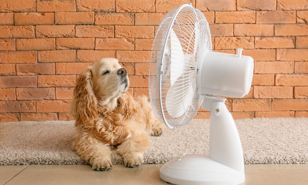 Sommer mit Hund – Tipps für entspannte Tage unterwegs & im Urlaub