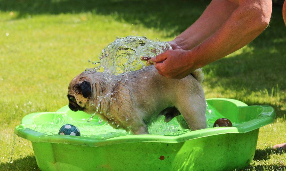 Hunde abkühlen im Sommer