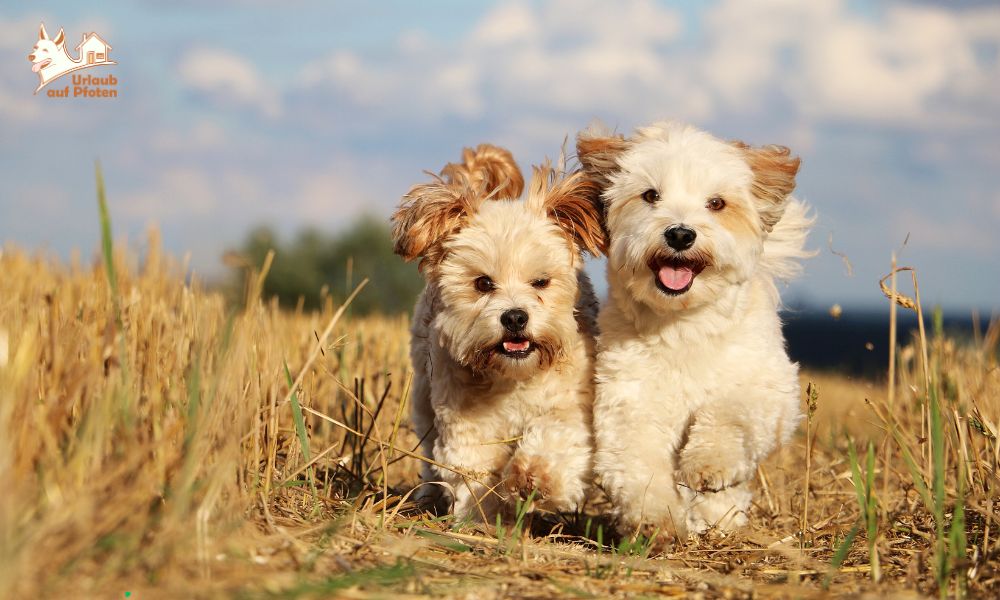 Warum eine Hundekrankenversicherung auf Reisen sinnvoll ist
