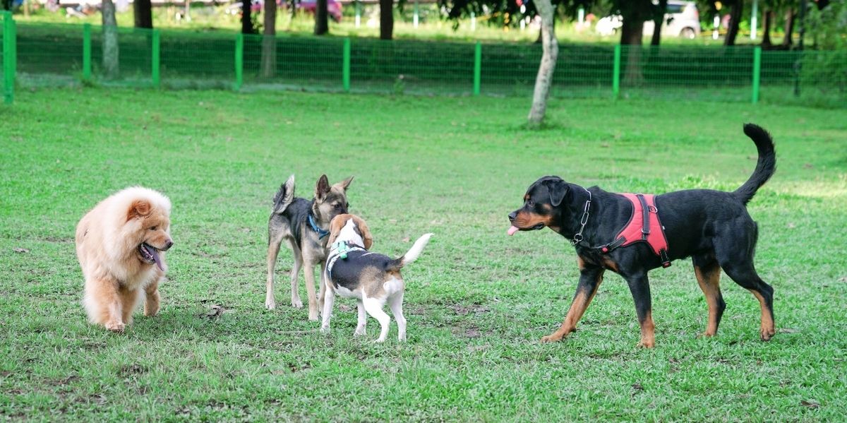Hundespielplatz in Holland