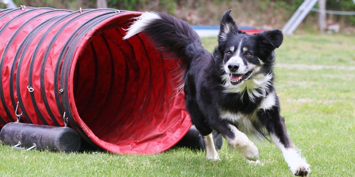 Hundespielplatz mit Badesee