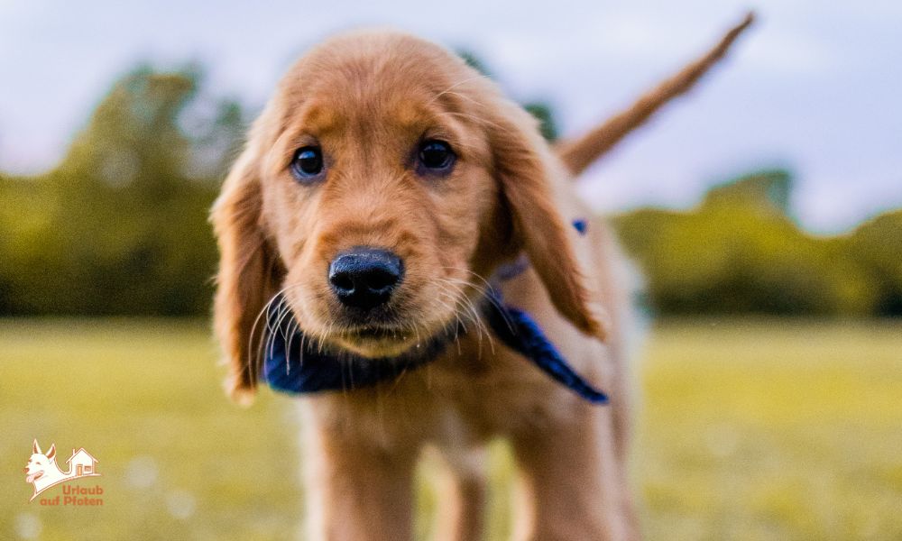 Zum ersten Mal mit dem Hund auf Urlaubsreise