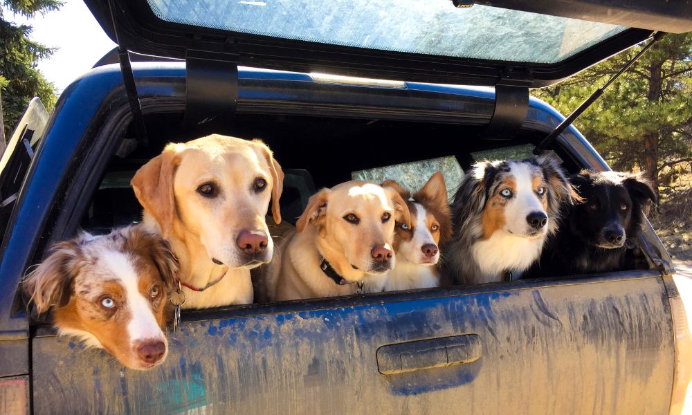 Mit mehreren Hunden entspannt in den Urlaub