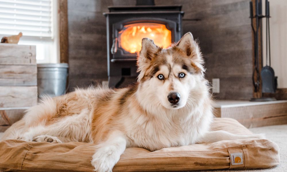 Hund enstpannt im Ferienhaus