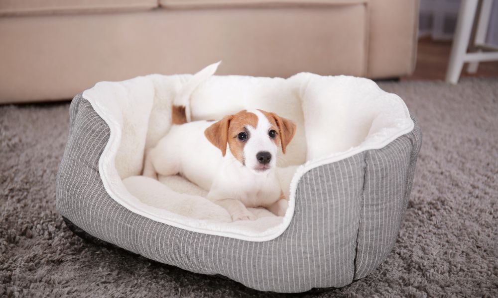 Eine sorgfältige Vorbereitung für den Urlaub mit Hund