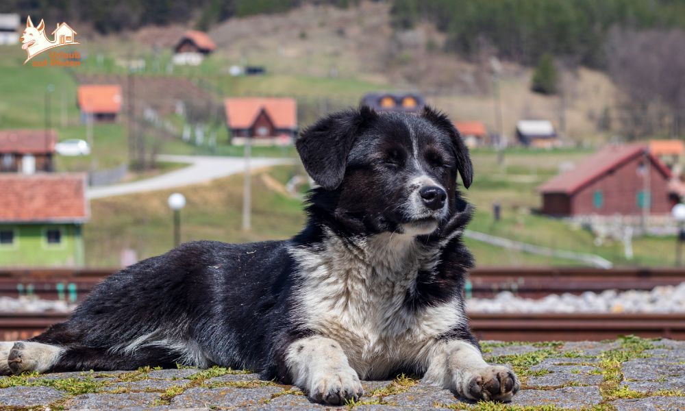 Hunde in der Natur in Norwegen