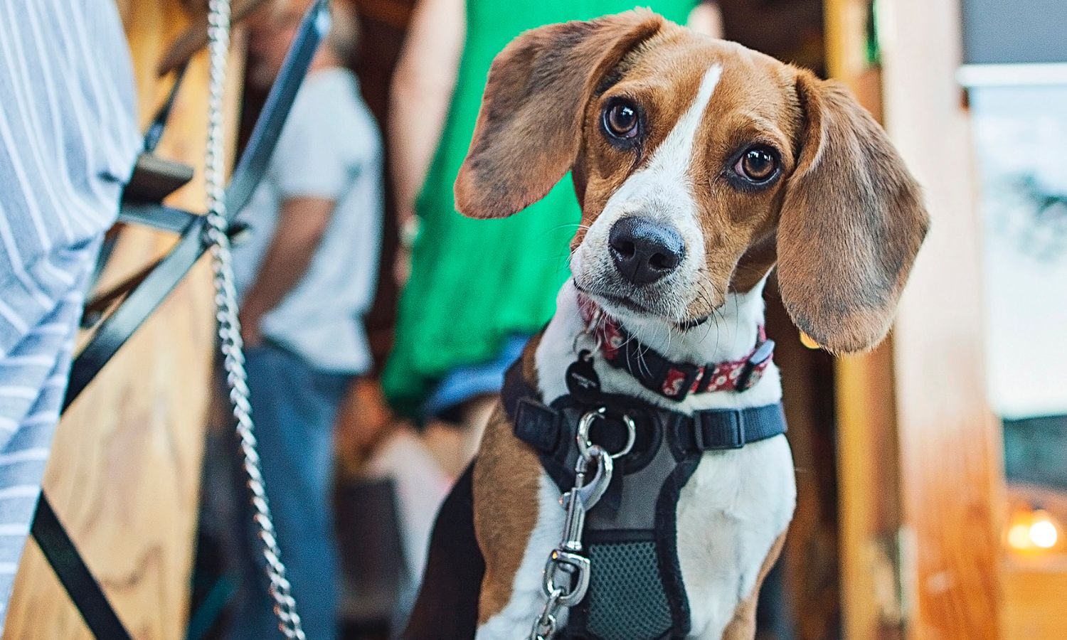 Restaurant Ouddorp mit Hund