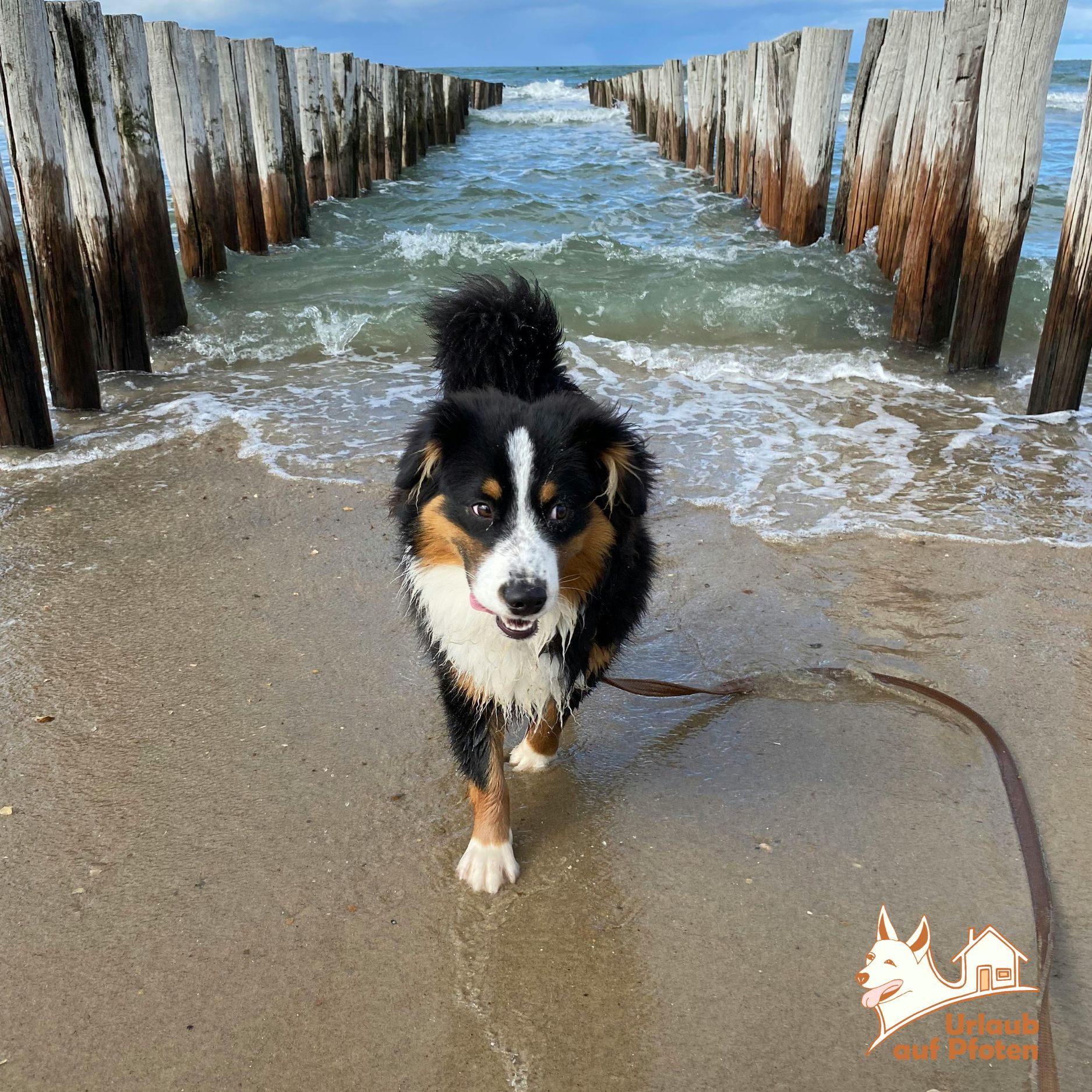 Wanderungen mit Ihrem Hund in Zeeland