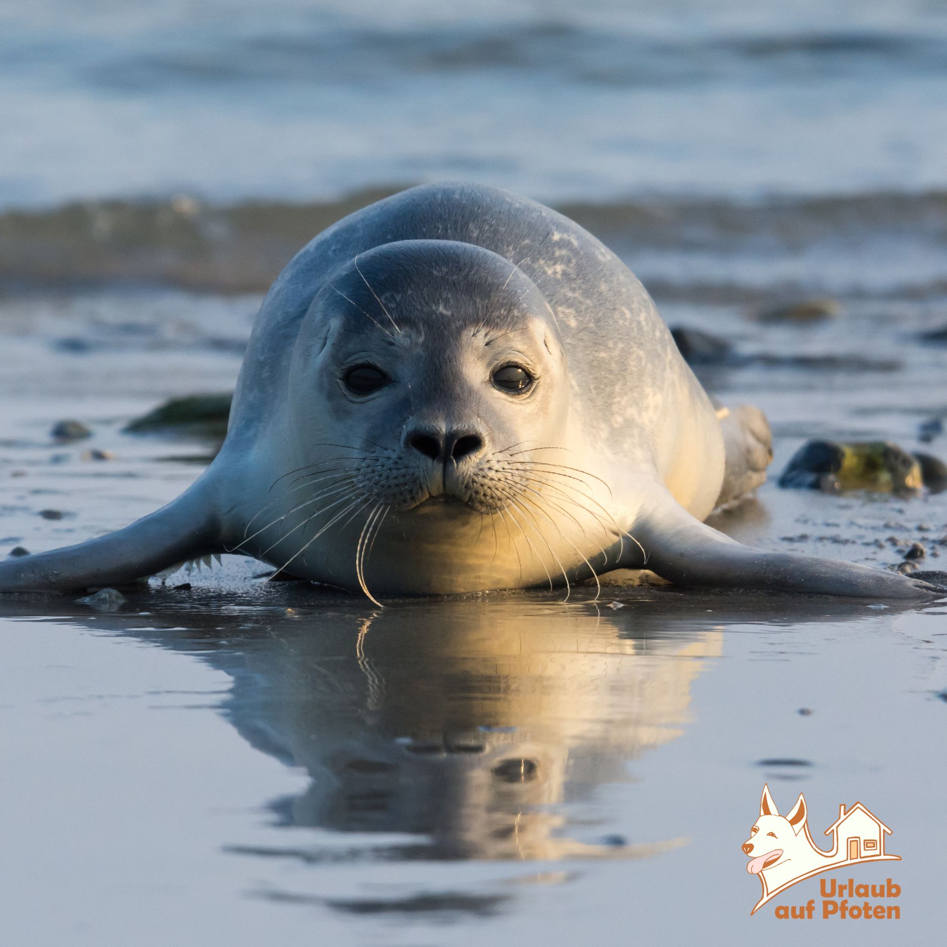Seehunde in Zeeland