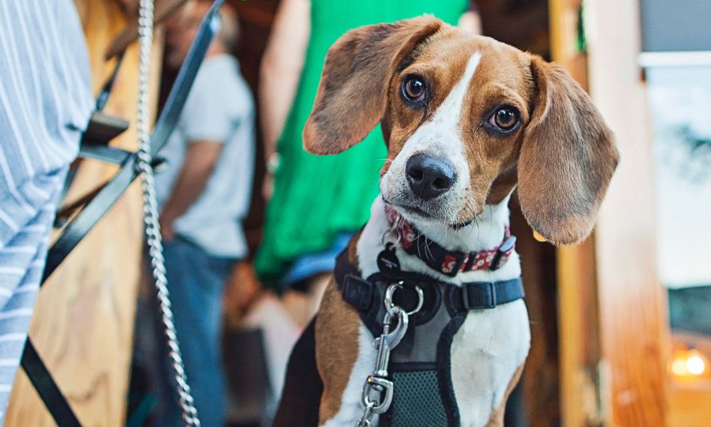 Hundefreundliche Restaurants in Rovinj