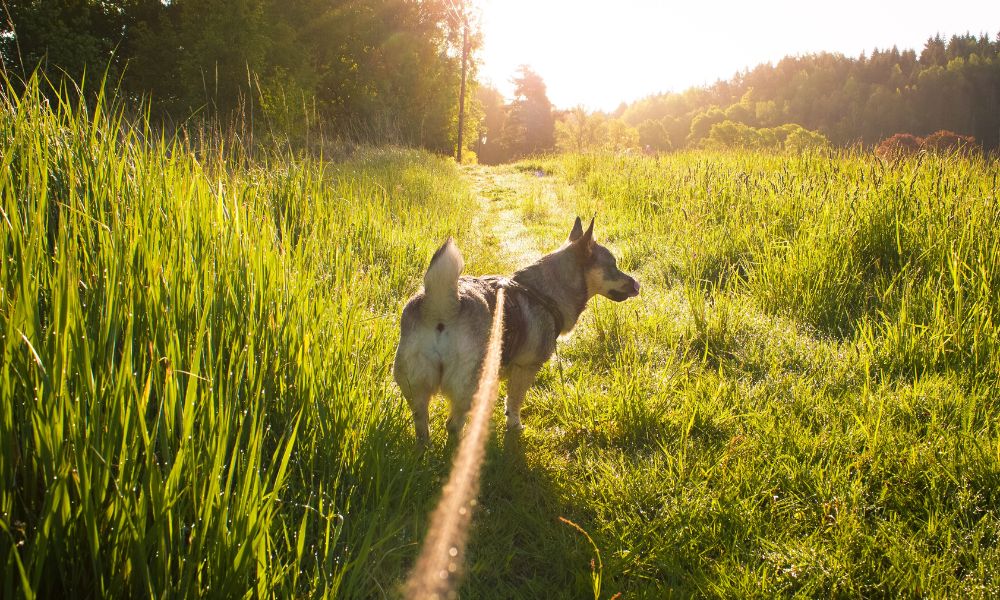 In Schweden besteht für Hunde Leinenpflicht