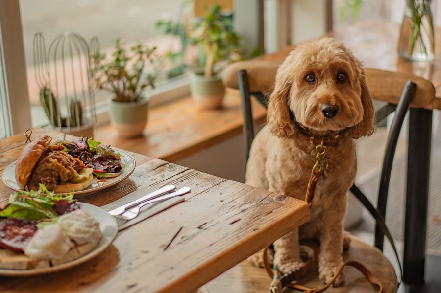 10 Strandcafes & Restaurants mit Hund in Nordholland