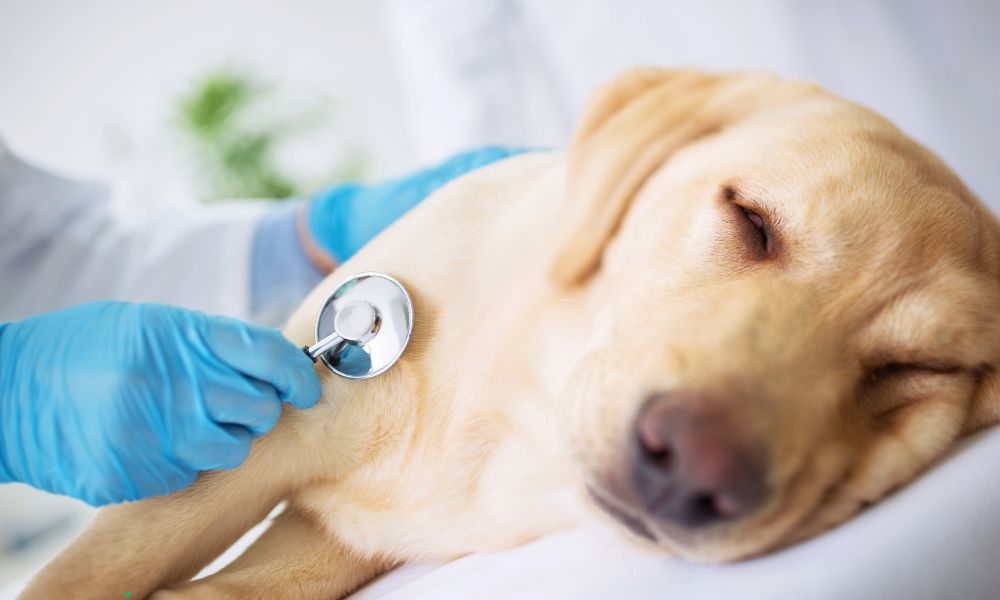 Mit dem Hund zum Tierarzt