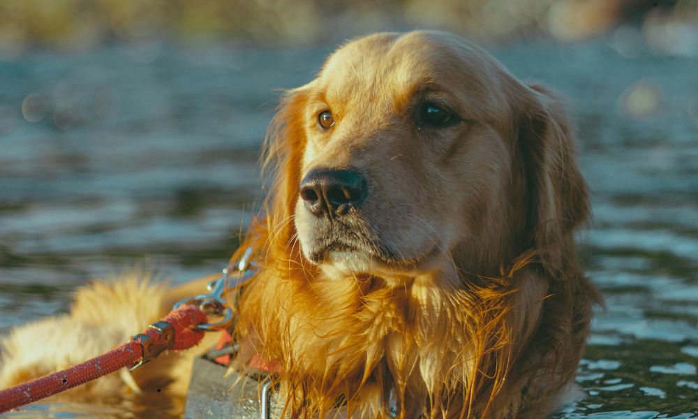 Freilaufgebiet De Oude Beemden mit Hund