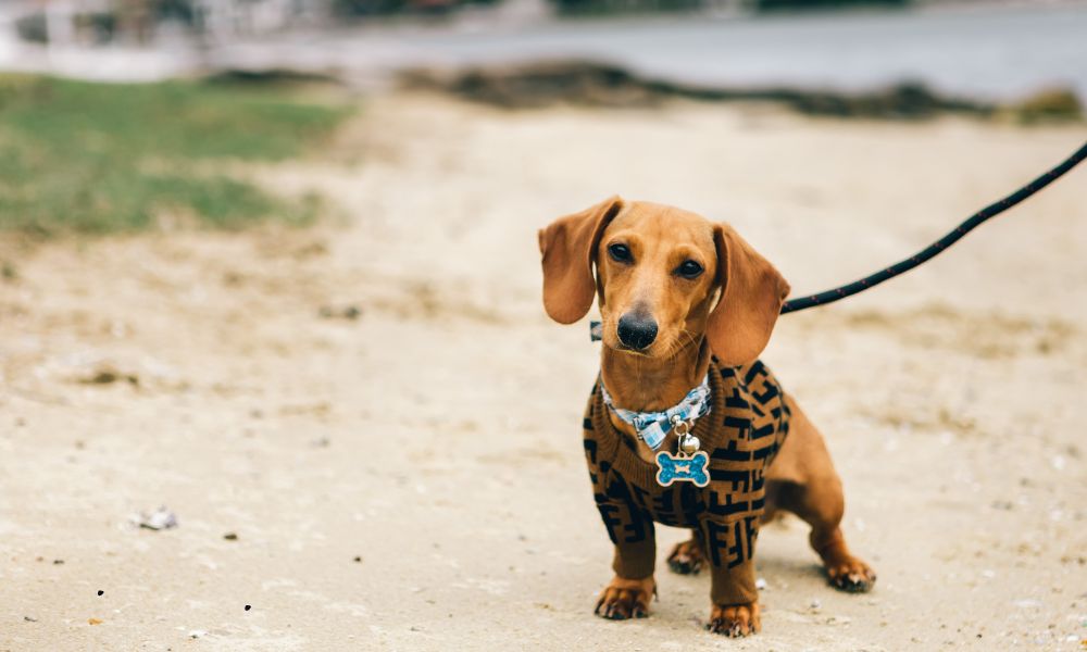 Freilaufgebiet De Oude Beemden mit Hund