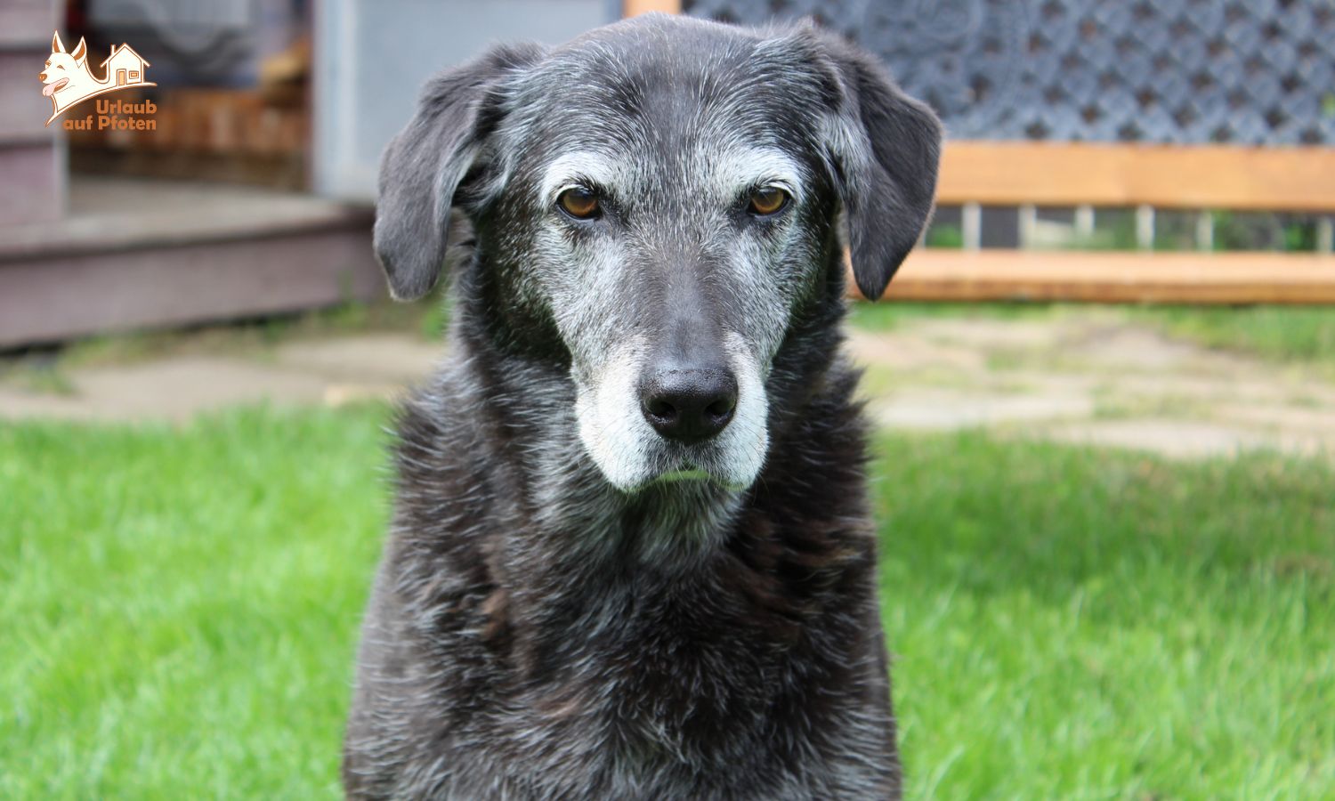 Entspannt unterwegs mit grauer Schnauze: Urlaub mit älteren Hunden