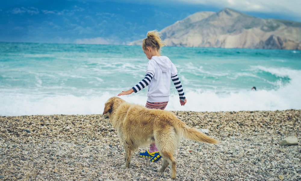 Urlaub in Istrien mit Hund: was Sie wissen müssen