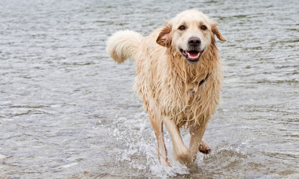 Was macht Istrien mit einem Hund so einzigartig?