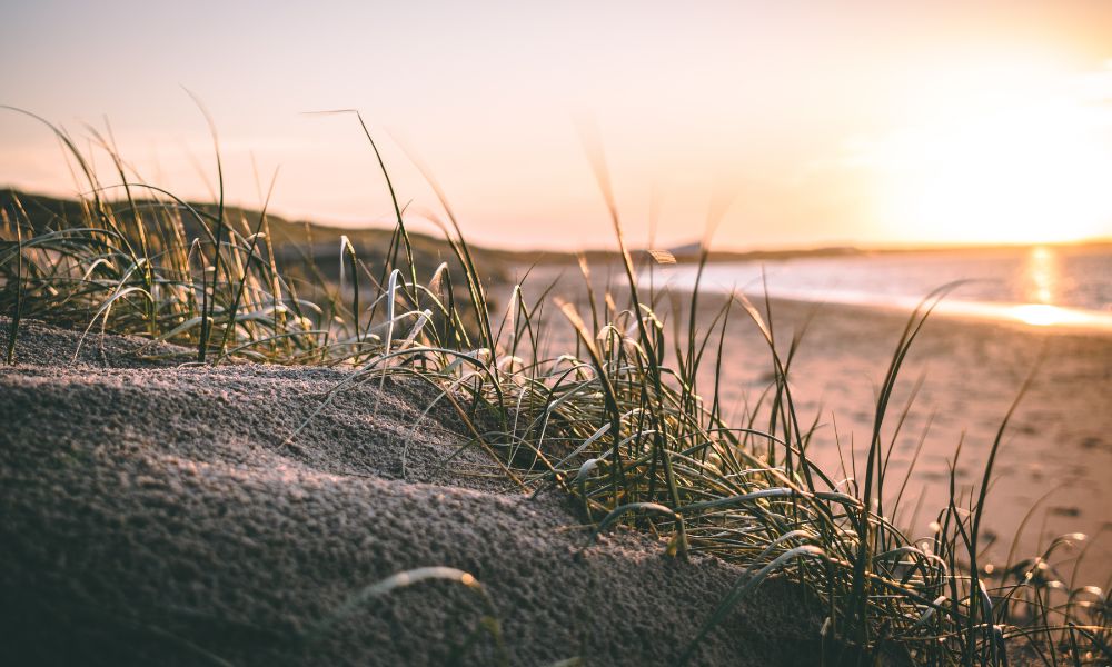 Der Strand Zeeland mit Hund