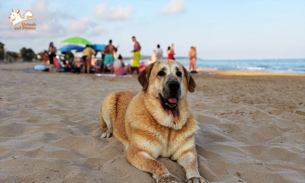 Urlaub mit Hund an der belgischen Küste: die günstige Alternative zu Holland