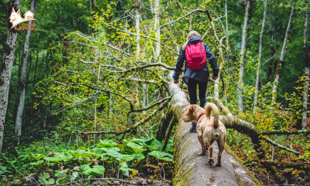 Urlaubstrend 2026: die belgischen Ardennen mit Hund